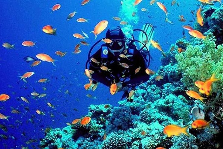 Plongeur équipé d’une bouteille d’oxygène entouré de poissons tropicaux colorés près d’un récif corallien